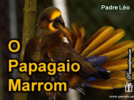 Papagaio_marrom_pe_Leo